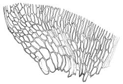 Drepanocladus aduncus straight-leaved form, alar cells. Drawn from J. Child 4491, CHR 429293.
 Image: R.C. Wagstaff © Landcare Research 2014 